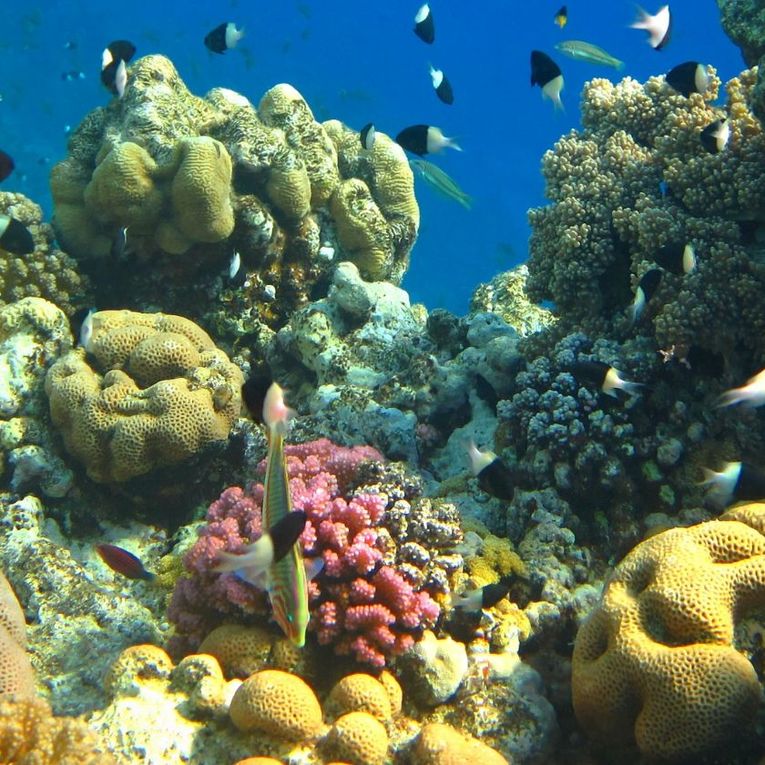 Marine Safari in Mnemba Atoll